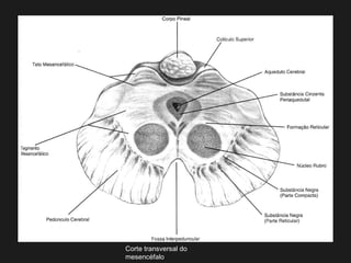 Corte transversal do
mesencéfalo
 