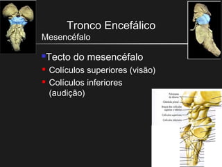 Tronco Encefálico
Mesencéfalo
Tecto do mesencéfalo
 Colículos superiores (visão)
 Colículos inferiores
(audição)
 