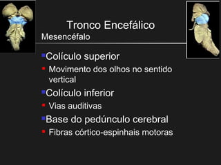 Tronco Encefálico
Mesencéfalo
Colículo superior
 Movimento dos olhos no sentido
vertical
Colículo inferior
 Vias auditivas
Base do pedúnculo cerebral
 Fibras córtico-espinhais motoras
 