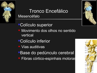 Tronco Encefálico
Mesencéfalo
Colículo superior
 Movimento dos olhos no sentido
vertical
Colículo inferior
 Vias auditivas
Base do pedúnculo cerebral
 Fibras córtico-espinhais motoras
 