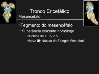 Tronco Encefálico
Mesencéfalo
Tegmento do mesencéfalo
 Substância cinzenta homóloga
• Núcleos de III, IV e V
• Nervo III: Núcleo de Edinger-Westphal
 