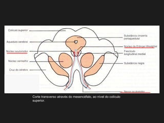Corte transverso através do mesencéfalo, ao nível do colículo
superior.
 