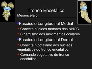 Tronco Encefálico
Mesencéfalo
Fascículo Longitudinal Medial
 Conecta núcleos motores dos NNCC
 Sinergismo dos movimentos oculares
Fascículo Longitudinal Dorsal
 Conecta hipotálamo aos núcleos
vegetativos do tronco encefálico
 Comando vegetativo do tronco
encefálico
 