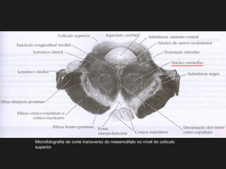 Microfotografia de corte transverso do mesencéfalo no nível do colículo
superior.
 