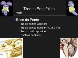 Tronco Encefálico
Ponte
Base da Ponte

Tracto córtico-espinhal

Tracto córtico-nuclear (V, VI e VII)

Tracto córtico-pontino

Núcleos pontinos
 
