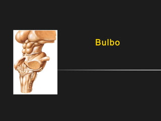 Bulbo
 