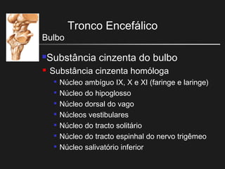 Tronco Encefálico
Bulbo
Substância cinzenta do bulbo
 Substância cinzenta homóloga

Núcleo ambíguo IX, X e XI (faringe e laringe)

Núcleo do hipoglosso

Núcleo dorsal do vago

Núcleos vestibulares

Núcleo do tracto solitário

Núcleo do tracto espinhal do nervo trigêmeo

Núcleo salivatório inferior
 
