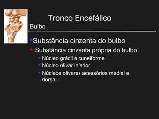 Tronco Encefálico
Bulbo
Substância cinzenta do bulbo
 Substância cinzenta própria do bulbo

Núcleo grácil e cuneiforme

Núcleo olivar inferior

Núcleos olivares acessórios medial e
dorsal
 