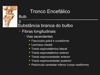 Tronco Encefálico
Bulb
o
 Substância branca do bulbo
 Fibras longitudinais

Vias ascendentes
 Fascículos grácil e cuneiforme
 Lemnisco medial
 Tracto espinotalâmico lateral
 Tracto espinotalâmico anterior
 Tracto espinocerebelar anterior
 Tracto espinocerebelar posterior
 Pedúnculo cerebelar inferior (corpo restiforme)
 