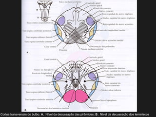 Cortes transversais do bulbo. A. Nível da decussação das pirâmides; B. Nível da decussação dos leminiscos
 