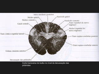 Corte transverso do bulbo no nível da decussação das
pirâmides
 