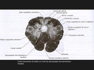 Corte transverso do bulbo no nível da decussação dos leminiscos
mediais
 