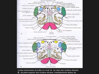 Cortes transversos do bulbo no nível: A. do meio dos núcleos oliveres;
B. da parte superior dos núcleos olivares, imediatamente abaixo da
 