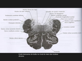 Corte transverso do bulbo no nível do meio dos núcleos
olivares
 
