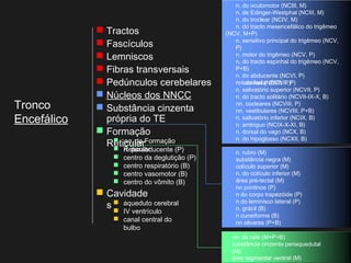 1. n. do oculomotor (NCIII, M)
2. n. de Edinger-Westphal (NCIII, M)
3. n. do troclear (NCIV, M)
4. n. do tracto mesencefálico do trigêmeo
(NCV, M+P)
5. n. sensitivo principal do trigêmeo (NCV,
P)
6. n. motor do trigêmeo (NCV, P)
7. n. do tracto espinhal do trigêmeo (NCV,
P+B)
8. n. do abducente (NCVI, P)
9. nn. do facial (NCVII, P)5. n. lacrimal (NCVII, P)
6. n. salivatório superior (NCVII, P)
7. n. do tracto solitário (NCVII-IX-X, B)
8. nn. cocleares (NCVIII, P)
9. nn. vestibulares (NCVIII, P+B)
10. n. salivatório inferior (NCIX, B)
11. n. ambíguo (NCIX-X-XI, B)
12. n. dorsal do vago (NCX, B)
13. n. do hipoglosso (NCXII, B)
1. n. rubro (M)
2. substância negra (M)
3. colículo superior (M)
4. n. do colículo inferior (M)
5. área pré-tectal (M)
6. nn pontinos (P)
7. n do corpo trapezóide (P)
8. n do leminisco lateral (P)
9. n. grácil (B)
1. n cuneiforme (B)
2. nn olivares (P+B)
1. nn. da rafe (M+P+B)
2. substância cinzenta periaquedutal
(M)
3. área tegmentar ventral (M)
 Tractos
 Fascículos
 Lemniscos
 Fibras transversais
 Pedúnculos cerebelares
 Núcleos dos NNCC
 Substância cinzenta
própria do TE
 Formação
Reticular nn. da Formação
Reticular n. parabducente (P)
 centro da deglutição (P)
 centro respiratório (B)
 centro vasomotor (B)
 centro do vômito (B)
 Cavidade
s  aqueduto cerebral
 IV ventrículo
 canal central do
bulbo
Tronco
Encefálico
 