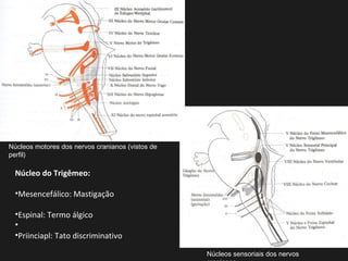 Núcleos motores dos nervos cranianos (vistos de
perfil)
Núcleos sensoriais dos nervos
Núcleo do Trigêmeo:
•Mesencefálico: Mastigação
•Espinal: Termo álgico
•
•Priinciapl: Tato discriminativo
 