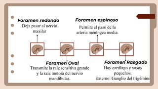 Formane Rasgado neuroanatomia y fisiologia del tronco encefalico | PPTX