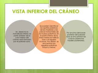 VISTA INFERIOR DEL CRÁNEO

Se desecha la
mandíbula inferior, la
parte anterior de la
cara inferior del
cráneo está formado
por el paladar duro.

Se pueden identificar
las apófisis palatinas
de los maxilares y las
palcas horizontales de
los huesos palatinos. En
la parte inferior de la
línea media se halla la
fosa y el agujero
incisivos. Por detrás se
encuentran los
agujeros palatinos
mayor y menor.

Por encima del borde
posterior del paladar
duro se encuentran las
coanas (aberturas
nasales posteriores).

 