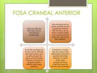 FOSA CRANEAL ANTERIOR
Aloja los lóbulos
frontales de los
hemisferios
cerebrales.

Esta limitada en la
parte anterior por la
superficie interna
del frontal y en la
línea media existe
una cresta para la
inserción de la hoz
del cerebro.

Su límite posterior es
el ala menor afilada
del esfenoides, que
se articula por los
lados con el hueso
frontal y se une al
ángulo antero
inferior del hueso
parietal.

El extremo medio
del ala menor del
esfenoides forma la
apófisis clinoides
anterior a cada
lado, que
proporciona la
inserción para la
tienda del cerebelo.

 