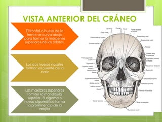 VISTA ANTERIOR DEL CRÁNEO
El frontal o hueso de la
frente se curva abajo
para formar lo márgenes
superiores de las orbitas.

Los dos huesos nasales
forman el puente de la
nariz

Los maxilares superiores
forman la mandíbula
superior. El cigoma o
hueso cigomático forma
la prominencia de la
mejilla

 