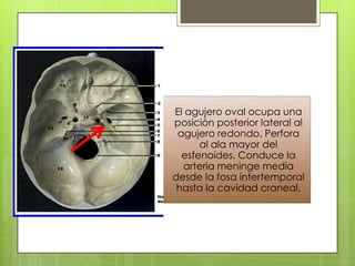 El agujero oval ocupa una
posición posterior lateral al
agujero redondo. Perfora
al ala mayor del
esfenoides. Conduce la
arteria meninge media
desde la fosa intertemporal
hasta la cavidad craneal.

 