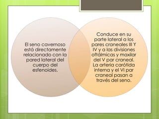 El seno cavernoso
está directamente
relacionado con la
pared lateral del
cuerpo del
esfenoides.

Conduce en su
parte lateral a los
pares craneales III Y
IV y a las divisiones
oftálmicas y maxilar
del V par craneal.
La arteria carótida
interna y el VI par
craneal pasan a
través del seno.

 