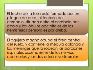El techo de la fosa está formado por un
pliegue de dura, el tentorio del
cerebelo, situado entre el cerebelo por
abajo y los lóbulos occipitales de los
hemisferios cerebrales por arriba.
El agujero magno ocupa el área central
del suelo, y contiene la medula oblonga y
las meninges que la rodean las porciones
espinales ascendentes de los nervios
accesorios y las dos arterias vertebrales.

 