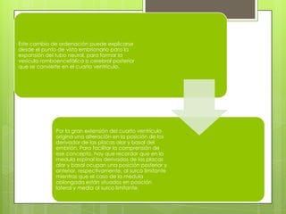 Este cambio de ordenación puede explicarse
desde el punto de vista embrionario para la
expansión del tubo neural, para formar la
vesícula romboencefálica o cerebral posterior
que se convierte en el cuarto ventrículo.

Por la gran extensión del cuarto ventrículo
origina una alteración en la posición de los
derivador de las placas alar y basal del
embrión. Para facilitar la comprensión de
ese concepto, hay que recordar que en la
medula espinal los derivados de las placas
alar y basal ocupan una posición posterior y
anterior, respectivamente, al surco limitante
mientras que el caso de la medula
oblongada están situados en posición
lateral y media al surco limitante.

 