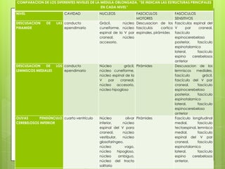 COMPARACION DE LOS DIFERENTES NIVELES DE LA MEDULA OBLONGADA. “SE INDICAN LAS ESTRUCTURAS PRINCIPALES
EN CADA NIVEL”
NIVEL
DESCUSACION
PIRAMIDE

CAVIDAD
DE

DESCUSACION
DE
LEMNISCOS MEDIALES

LAS conducto
ependimario

LOS conducto
ependimario

OLIVAS
PENDÚNCULO cuarto ventrículo
CEREBELOSOS INFERIOR

NUCLEOS

FASCICULOS
MOTORES
Grácil,
núcleo Descusacion de los
cuneiforme, núcleo fascículos
cortico
espinal de la V par espinales, pirámides
craneal,
núcleo
accesorio.

Núcleo
grácil, Pirámides
núcleo cuneiforme,
núcleo espinal de la
V
par
craneal,
núcleo
accesorio,
núcleo hipogloso

Núcleo
olivar Pirámides
inferior,
núcleo
espinal del V para
craneal,
núcleo
vestibular,
núcleo
glosofaríngeo,
núcleo
vago,
núcleo
hipogloso,
núcleo
ambiguo,
núcleo del tracto
solitario

FASCICULOS
SENSITIVOS
Fascículos espinal del
V
par
craneal,
fascículo
espinocerebeloso
posterior,
fascículo
espinotalamico
lateral,
fascículo
espino
cerebelosos
anterior
Descusacion de los
lemniscos
mediales,
fascículo
grácil,
fascículo del V par
craneal,
fascículo
espinocerebeloso
posterior,
fascículo
espinotalamico
lateral,
fascículo
espinocerebeloso
anterior
Fascículo longitudinal
medial,
fascículo
tectoespinal, lemnisco
medial,
fascículo
espinal del V par
craneal,
fascículo
espinotalamico
lateral,
fascículo
espino
cerebelosos
anterior,

 