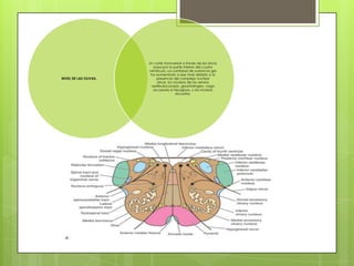 NIVEL DE LAS OLIVAS.

Un corte transversal a través de las olivas
pasa por la parte inferior del cuarto
ventrículo. La cantidad de sustancia gris
ha aumentado a ese nivel debido a la
presencia del complejo nuclear
olivar, los núcleos de los nervios
vestibulococlear, glosofaríngeo, vago
accesorio e hipogloso, y los núcleos
arcuatos.

 