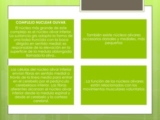 COMPLEJO NUCLEAR OLIVAR.
El núcleo más grande de este
complejo es el núcleo olivar inferior.
La sustancia gris adopta la forma de
una bolsa fruncida con la boca
dirigida en sentido medial; es
responsable de la elevación en la
superficie de la medula oblongada
llamada la oliva..

Las células del núcleo olivar inferior
envían fibras en sentido medial a
través de la línea media para entrar
en el cerebelo por el pedúnculo
cerebelosos inferior. Las fibras
aferentes alcanzan el núcleo olivar
inferior desde la medula espinal y
desde el cerebelo y la corteza
cerebral.

También existe núcleos olivares
accesorios dorsales y mediales, más
pequeños

. La función de los núcleos olivares
están relacionados con los
movimientos musculares voluntarios

 