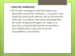  NUCLEO

AMBIGUO
 El núcleo ambiguo está formado por
grandes neuronas motoras, y ocupan una
posición profunda dentro de la formación
reticular. Las fibras nerviosas emergentes
se unen al glosofaríngeo, el vago y la
porción craneal del nervio accesorio y
son distribuidas hacia el musculo
esquelético voluntario.

 
