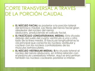 CORTE TRANSVERSAL A TRAVÉS
DE LA PORCIÓN CAUDAL






EL NÚCLEO FACIAL es posterior a la porción lateral
del lemnisco medial. Las fibras del nervio facial giran
alrededor del núcleo del nervio
abducens, produciendo el colículo facial.
EL FASCÍCULO LONGUITUDIANAL MEDIAL: Esta situado
debajo del suelo del cuarto ventrículo a uno y otro
lado de la línea media. El fascículo longitudinal es la
vía principal que conecta los núcleos vestibular y
coclear con los núcleos controladores de los
músculos extraoculares.
EL NÚCLEO VESTIBULAR MEDIAL: Esta situado lateral al
núcleo del nervio abducens, en íntima relación con
el pedúnculo cerebeloso inferior. Aquí se encuentran
también los núcleos cocleares posterior e inferior.

 