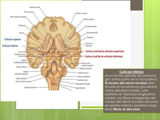 Colículo inferior inferior:
Colículo

es un núcleo grande de sustancia gris
forma parte de esvía auditiva. grande de sustancia
la un núcleo
gris forma parte de la
El núcleo del nervio troclear está situado vía auditiva.
en la sustancia gris central cerca del troclear está
El núcleo del nervio
plano medio, justo posterior al fascículo
situado en la sustancia
longitudinal medial. Las fibras emergentes gris central
del núcleo del nervio troclear discurren
cerca del plano medio, justo
en sentido lateral y posterior luego estas
posterior al fascículo longitudinal
fibras se decusan.

medial. Las fibras emergentes del
núcleo del nervio troclear discurren
en sentido lateral y posterior luego
estas fibras se decusan.

 