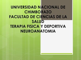 UNIVERSIDAD NACIONAL DE
CHIMBORAZO
FACULTAD DE CIENCIAS DE LA
SALUD
TERAPIA FISICA Y DEPORTIVA
NEUROANATOMIA

 