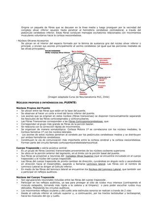 Origina un paquete de fibras que se decusan en la línea media y luego prosiguen por la vecindad del
    complejo olivar inferior opuesto hasta penetrar al hemisferio cerebeloso contralateral, a través del
    pedúnculo cerebeloso inferior. Estas fibras conducen mensajes excitatorios relacionados con movimientos
    musculares voluntarios hacia la corteza neocerebelosa.

- Núcleos Olivares Accesorios
    Se ubican en el interior del espacio formado por la lámina de sustancia gris del núcleo olivar inferior o
    principal, y envían sus axones principalmente al vermis cerebeloso (al igual que las porciones mediales de
    las olivas principales).




                            (Imagen adaptada Curso de Neuroanatomía PUC, Chile)

NÚCLEOS PROPIOS O INTRÍNSECOS DEL PUENTE:

Núcleos Propios del Puente
-  Se ubican entre las fibras que están en la base del puente.
-  Se observan al hacer un corte a nivel del tercio inferior del puente.
-  Los axones que se originan en estos núcleos (fibras transversas) se disponen transversalmente separando
   los fascículos de las fibras corticoespinales y corticonucleares.
-  Las Fibras Transversas corresponden a las Fibras Corticopontocerebelosas, que:
-  Corresponden al grupo más grande de fibras de la porción basilar.
-  Se relaciona con la corrección rápida de movimientos.
-  Se organizan de manera somatotópica: Corteza Motora 1ª se correlaciona con los núcleos mediales; la
   Corteza Sensitiva 1ª con los núcleos laterales.
-   Los axones de estos núcleos penetran al cerebelo por los pedúnculos cerebelosos medios y se distribuyen
   por ambos hemisferios cerebelosos.
-  Constituyen la vía de comunicación más importante entre la corteza cerebral y la corteza neocerebelosa.
   Forman parte del circuito llamado corticopontocerebelotalamocortical.

Cuerpo Trapezoide o estría acústica ventral:
-  Es un grupo de fibras (axones) transversales provenientes de los núcleos cocleares superiores
-  Se ubica en la porción anterior del tegmento, en el límite con la porción basal del puente.
-  Sus fibras se proyectan a neuronas del Complejo Olivar Superior (que se encuentra incrustado en el cuerpo
   trapezoide) y el núcleo del cuerpo trapezoide.
-  Las fibras del cuerpo trapezoide de pronto cambian de dirección, curvándose en ángulo recto y ascendiendo
   en dirección hacia el mesencéfalo, pasando a llamarse Lemnisco lateral. Las fibras con el nombre de
   Lemnisco Lateral se dirigen al Colículo inferior.
-  En medio de las fibras del lemnisco lateral se encuentran los Núcleos del Lemnisco Lateral, que también van
   a participar en reflejos auditivos.

Núcleos del Cuerpo Trapezoide
-  Son agrupaciones neuronales incluidas entre las fibras del cuerpo trapezoide .
-  Participar en los reflejos auditivos, ya sea para proteger al oído de ruidos muy intensos (contrayendo el
   músculo estapedio, tornando más rígida a la cadena y al tímpano) o para poder escuchar ruidos muy
   delicados. Modulando los circuitos auditivos.
-  Los movimientos reflejos oculares y del cuello ante estímulos sonoros se realizan a través de 2 vías:
-  Desde el colículo inferior al colículo superior y, a continuación, por los tractos tectobulbar y tectoespinal,
   hacia los músculos del ojo y cuello.
 