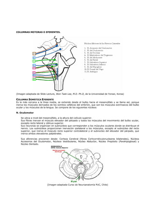 COLUMNAS MOTORAS O EFERENTES.




(Imagen adaptada de Slide Lecture, Won Taek Lee, M.D. Ph.D, de la Universidad de Yonsei, Korea)

COLUMNA SOMÁTICA EFERENTE
Es la más cercana a la línea media, se extiende desde el bulbo hacia el mesencéfalo y se llama así, porque
inerva los músculos derivados de los somitos cefálicos del embrión, que son los músculos extrínsecos del bulbo
ocular y los músculos de la lengua. Se compone de los siguientes núcleos:

N. Oculomotor

    Se ubica a nivel del mesencéfalo, a la altura del colículo superior.
    Sus fibras inervan el músculo elevador del párpado y todos los músculos del movimiento del bulbo ocular,
    excepto recto lateral y oblicuo superior.
    Sus neuronas se organizan en subnúcleos que corresponden a los músculos oculares donde se distribuye el
    nervio. Los subnúcleos proporcionan inervación ipsilateral a los músculos, excepto al subnúcleo del recto
    superior, que inerva el músculo recto superior contralateral y el subnúcleo del elevador del párpado, que
    inerva ambos elevadores palpebrales.

    Sus aferencias provienen desde: Corteza Cerebral (fibras Corticorreticulonucleares bilaterales), Núcleos
    Accesorios del Oculomotor, Núcleos Vestibulares, Núcleo Abductor, Núcleo Prepósito (Parahipoglosal) y
    Núcleo Dentado.




                           (Imagen adaptada Curso de Neuroanatomía PUC, Chile)
 