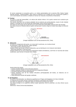 El nervio oculomotor se encuentra junto a un núcleo parasimpático de la columna EVG, Núcleo Pupilar
    llamado también Fotoacomodador. Éste núcleo se relaciona con el reflejo de la luz (constricción pupilar) y
    con la acomodación de la lente o cristalino al inervar los músculos involuntarios intraoculares.

N. Troclear
    Se ubica a nivel del mesencéfalo, a la altura del colículo inferior. En la parte ventral de la sustancia gris
    central con forma de V.
    Sus axones describen una curvatura alrededor de la sustancia gris periacueductal, cruzan el velo medular
    superior y emergen por la cara dorsal del mesencéfalo, previo entrecruzamiento.
    Sus fibras son las únicas que se decusan por la cara dorsal del mesencéfalo antes de salir del neuroeje.
    Sus fibras inervan el Músculo oblicuo superior del ojo (por lo tanto, dirige la mirada hacia abajo en dirección
    nasal).




                             (Imagen adaptada Curso de Neuroanatomía PUC, Chile)

N. Abducente
   Se ubica en el tegmento del puente, en el piso del IV ventrículo, en el colículo facial
   Se distinguen 2 tipos de neuronas, según tamaño:
   - Neuronas grandes o Motoneuronas:
   Originan fibras que forman el Nervio Abducente, que se distribuyen en el músculo recto lateral.
   - Neuronas pequeñas o Interneuronas:
   Originan fibras que se unen al fascículo longitudinal medial contralateral, y terminan en neuronas del núcleo
   oculomotor, que inervan el músculo recto medial.




                             (Imagen adaptada Curso de Neuroanatomía PUC, Chile)

    Recibe aferencias desde:
    - Corteza Cerebral (fibras corticorreticulonucleares).
    - Núcleo Vestibular Medial (a través del Fascículo Longitudinal Medial).
    - Formación Reticular pontina paramediana.
    - Núcleo Prepósito (uno de los núcleos reticulares perihipoglosales del bulbo), se relaciona con el
      movimiento ocular.
    - Fibras aferentes directas del ganglio vestibular.

N. del Hipogloso
    Se ubica a nivel del bulbo. Su referencia superficial es el Trígono del Hipogloso en la fosa romboidal.
    La mayoría de sus fibras inervan músculos intrínsecos y extrínsecos de la lengua.
    Sus fibras se organizan en subgrupos según el músculo de la lengua que inerva.
    Sus fibras emergen en la superficie ventral (origen aparente), entre la pirámide y la oliva inferior (surco
    preolivar)
    Aferencias: Fibras Corticorreticulobulbares
 