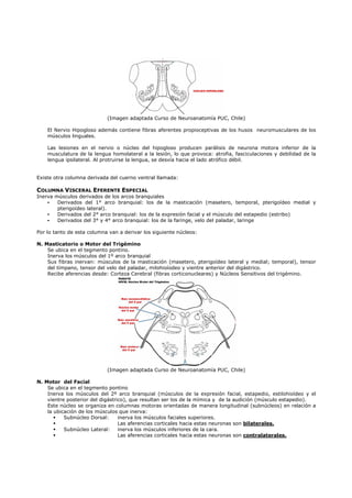 (Imagen adaptada Curso de Neuroanatomía PUC, Chile)

    El Nervio Hipogloso además contiene fibras aferentes propioceptivas de los husos neuromusculares de los
    músculos linguales.

    Las lesiones en el nervio o núcleo del hipogloso producen parálisis de neurona motora inferior de la
    musculatura de la lengua homolateral a la lesión, lo que provoca: atrofia, fasciculaciones y debilidad de la
    lengua ipsilateral. Al protruirse la lengua, se desvía hacia el lado atrófico débil.


Existe otra columna derivada del cuerno ventral llamada:

COLUMNA VISCERAL EFERENTE ESPECIAL
Inerva músculos derivados de los arcos branquiales
    -   Derivados del 1° arco branquial: los de la masticación (masetero, temporal, pterigoídeo medial y
        pterigoídeo lateral).
    -   Derivados del 2° arco branquial: los de la expresión facial y el músculo del estapedio (estribo)
    -   Derivados del 3° y 4° arco branquial: los de la faringe, velo del paladar, laringe

Por lo tanto de esta columna van a derivar los siguiente núcleos:

N. Masticatorio o Motor del Trigémino
    Se ubica en el tegmento pontino.
    Inerva los músculos del 1º arco branquial
    Sus fibras inervan: músculos de la masticación (masetero, pterigoídeo lateral y medial; temporal), tensor
    del tímpano, tensor del velo del paladar, milohioíodeo y vientre anterior del digástrico.
    Recibe aferencias desde: Corteza Cerebral (fibras corticonucleares) y Núcleos Sensitivos del trigémino.




                            (Imagen adaptada Curso de Neuroanatomía PUC, Chile)

N. Motor del Facial
    Se ubica en el tegmento pontino
    Inerva los músculos del 2º arco branquial (músculos de la expresión facial, estapedio, estilohioídeo y el
    vientre posterior del digástrico), que resultan ser los de la mímica y de la audición (músculo estapedio).
    Este núcleo se organiza en columnas motoras orientadas de manera longitudinal (subnúcleos) en relación a
    la ubicación de los músculos que inerva:
           Subnúcleo Dorsal:      inerva los músculos faciales superiores.
                                  Las aferencias corticales hacia estas neuronas son bilaterales.
           Subnúcleo Lateral:     inerva los músculos inferiores de la cara.
                                  Las aferencias corticales hacia estas neuronas son contralaterales.
 