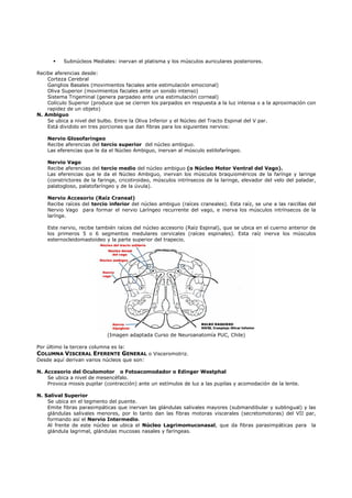 Subnúcleos Mediales: inervan el platisma y los músculos auriculares posteriores.

Recibe aferencias desde:
    Corteza Cerebral
    Ganglios Basales (movimientos faciales ante estimulación emocional)
    Oliva Superior (movimientos faciales ante un sonido intenso)
    Sistema Trigeminal (genera parpadeo ante una estimulación corneal)
    Colículo Superior (produce que se cierren los parpados en respuesta a la luz intensa o a la aproximación con
    rapidez de un objeto)
N. Ambiguo
    Se ubica a nivel del bulbo. Entre la Oliva Inferior y el Núcleo del Tracto Espinal del V par.
    Está dividido en tres porciones que dan fibras para los siguientes nervios:

    Nervio Glosofaríngeo
    Recibe aferencias del tercio superior del núcleo ambiguo.
    Las eferencias que le da el Núcleo Ambiguo, inervan al músculo estilofaríngeo.

    Nervio Vago
    Recibe aferencias del tercio medio del núcleo ambiguo (o Núcleo Motor Ventral del Vago).
    Las eferencias que le da el Núcleo Ambiguo, inervan los músculos braquioméricos de la farínge y laringe
    (constrictores de la faringe, cricotiroideo, músculos intrínsecos de la laringe, elevador del velo del paladar,
    palatogloso, palatofaríngeo y de la úvula).

    Nervio Accesorio (Raíz Craneal)
    Recibe raíces del tercio inferior del núcleo ambiguo (raíces craneales). Esta raíz, se une a las raicillas del
    Nervio Vago para formar el nervio Laríngeo recurrente del vago, e inerva los músculos intrínsecos de la
    larínge.

    Este nervio, recibe también raíces del núcleo accesorio (Raíz Espinal), que se ubica en el cuerno anterior de
    los primeros 5 o 6 segmentos medulares cervicales (raíces espinales). Esta raíz inerva los músculos
    esternocleidomastoideo y la parte superior del trapecio.




                            (Imagen adaptada Curso de Neuroanatomía PUC, Chile)

Por último la tercera columna es la:
COLUMNA VISCERAL EFERENTE GENERAL o Visceromotriz.
Desde aquí derivan varios núcleos que son:

N. Accesorio del Oculomotor o Fotoacomodador o Edinger Westphal
    Se ubica a nivel de mesencéfalo.
    Provoca miosis pupilar (contracción) ante un estímulos de luz a las pupilas y acomodación de la lente.

N. Salival Superior
    Se ubica en el tegmento del puente.
    Emite fibras parasimpáticas que inervan las glándulas salivales mayores (submandibular y sublingual) y las
    glándulas salivales menores, por lo tanto dan las fibras motoras viscerales (secretomotoras) del VII par,
    formando así el Nervio Intermedio.
    Al frente de este núcleo se ubica el Núcleo Lagrimomuconasal, que da fibras parasimpáticas para la
    glándula lagrimal, glándulas mucosas nasales y faríngeas.
 