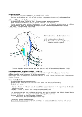 N. Salival Inferior
    Se ubica en la porción dorsal del bulbo, en el límite con el puente.
    Da fibras parasimpáticas para el IX par, que conducen impulsos secretomotores a la glándula parótida.

N. Dorsal del Vago o N. Cardioneumoentérico
    Se ubica a nivel bulbar (trígono del vago). Se ubica dorsal al Núcleo del Hipogloso
    Emite fibras Parasimpáticas que inervan corazón, pulmones y tubo digestivo.
    Recibe Aferencias desde Núcleos Vestibulares. Por esto, si se estimula excesivamente los núcleos
    vestibulares (en mareo de movimiento) se produce náusea, vómito y cambios en el ritmo cardiaco.
2. COLUMNAS SENSITIVAS O AFERENTES.




      (Imagen adaptada de Slide Lecture, Won Taek Lee, M.D. Ph.D, de la Universidad de Yonsei, Korea)

COLUMNA VISCERAL AFERENTE GENERAL Y ESPECIAL.
Es general porque recibe información de todo tipo desde las vísceras (de distensión, dolor visceral, etc.).
Es especial porque recibe impulsos de los receptores del gusto.
El núcleo que deriva de esta columna corresponde al Núcleo del Tracto Solitario, un largo núcleo que pasa desde
el bulbo al puente.

N. del Tracto Solitario
    Se encuentra en la región bulbar y puente.
    Funcionalmente corresponde a la base del cuerno dorsal de la médula (interoceptiva).
    Se divide en 2 zonas:

    - Caudal y Medial: Se relaciona con la sensibilidad Visceral General y en especial con la función
      cardiorrespiratoria.
    - Rostral y Lateral: Se encarga de la función visceral especial (gusto).

    Las eferencias de esta zona (gustativa) se dirigen a la porción posterior del Tálamo (núcleo ventral
    posteromedial) el cual, a su vez, se proyecta a la corteza gustativa primaria.
    Recibe la sensibilidad del gusto de 3 Pares craneanos:
        -    Nervio Facial, Nervio Glosofaríngeo y Nervio Vago.

    Componente aferente del Nervio Facial:
    Componente Visceral Especial: conduce la sensibilidad del gusto de los 2 tercios anteriores de la lengua.
 