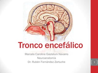 Tronco encefálico
 Marcela Carolina Gastelum Navarro
          Neuroanatomía
  Dr. Rubén Fernández Zertuche       1
 