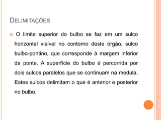 DELIMITAÇÕES
 O limite superior do bulbo se faz em um sulco
horizontal visível no contorno deste órgão, sulco
bulbo-pontino, que corresponde à margem inferior
da ponte. A superfície do bulbo é percorrida por
dois sulcos paralelos que se continuam na medula.
Estes sulcos delimitam o que é anterior e posterior
no bulbo.
 