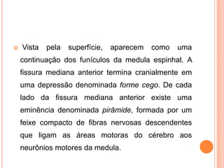  Vista pela superfície, aparecem como uma
continuação dos funículos da medula espinhal. A
fissura mediana anterior termina cranialmente em
uma depressão denominada forme cego. De cada
lado da fissura mediana anterior existe uma
eminência denominada pirâmide, formada por um
feixe compacto de fibras nervosas descendentes
que ligam as áreas motoras do cérebro aos
neurônios motores da medula.
 