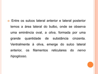  Entre os sulcos lateral anterior e lateral posterior
temos a área lateral do bulbo, onde se observa
uma eminência oval, a oliva, formada por uma
grande quantidade de substância cinzenta.
Ventralmente à oliva, emerge do sulco lateral
anterior, os filamentos reticulares do nervo
hipoglosso.
 