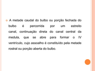  A metade caudal do bulbo ou porção fechada do
bulbo é percorrida por um estreito
canal, continuação direta do canal central da
medula, que se abre para formar o IV
ventrículo, cujo assoalho é constituído pela metade
rostral ou porção aberta do bulbo.
 