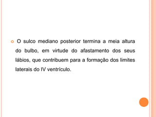  O sulco mediano posterior termina a meia altura
do bulbo, em virtude do afastamento dos seus
lábios, que contribuem para a formação dos limites
laterais do IV ventrículo.
 