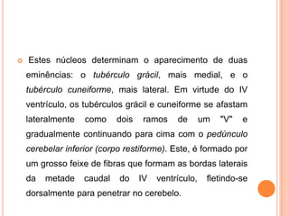  Estes núcleos determinam o aparecimento de duas
eminências: o tubérculo grácil, mais medial, e o
tubérculo cuneiforme, mais lateral. Em virtude do IV
ventrículo, os tubérculos grácil e cuneiforme se afastam
lateralmente como dois ramos de um "V" e
gradualmente continuando para cima com o pedúnculo
cerebelar inferior (corpo restiforme). Este, é formado por
um grosso feixe de fibras que formam as bordas laterais
da metade caudal do IV ventrículo, fletindo-se
dorsalmente para penetrar no cerebelo.
 