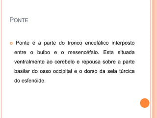 PONTE
 Ponte é a parte do tronco encefálico interposto
entre o bulbo e o mesencéfalo. Esta situada
ventralmente ao cerebelo e repousa sobre a parte
basilar do osso occipital e o dorso da sela túrcica
do esfenóide.
 