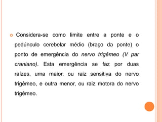  Considera-se como limite entre a ponte e o
pedúnculo cerebelar médio (braço da ponte) o
ponto de emergência do nervo trigêmeo (V par
craniano). Esta emergência se faz por duas
raízes, uma maior, ou raiz sensitiva do nervo
trigêmeo, e outra menor, ou raiz motora do nervo
trigêmeo.
 